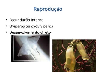 Reprodução
• Fecundação interna
• Ovíparos ou ovovivíparos
• Desenvolvimento direto
 
