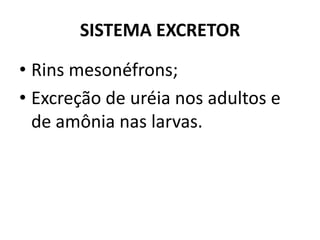 SISTEMA EXCRETOR

• Rins mesonéfrons;
• Excreção de uréia nos adultos e
  de amônia nas larvas.
 