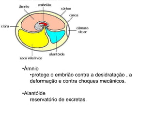 •Âmnio
   •protege o embrião contra a desidratação , a
   deformação e contra choques mecânicos.

•Alantóide
   reservatório de excretas.
 