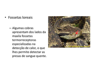 • Fossetas loreais

  – Algumas cobras
    apresentam dos lados da
    maxila fossetas
    termorreceptoras
    especializadas na
    detecção de calor, o que
    lhes permite detectar as
    presas de sangue quente.
 