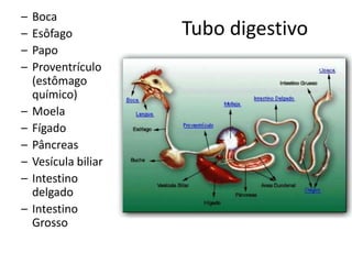 –   Boca
–   Esôfago           Tubo digestivo
–   Papo
–   Proventrículo
    (estômago
    químico)
–   Moela
–   Fígado
–   Pâncreas
–   Vesícula biliar
–   Intestino
    delgado
–   Intestino
    Grosso
 