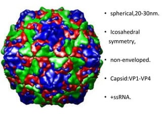 • spherical,20-30nm.
• Icosahedral
symmetry,
• non-enveloped.
• Capsid:VP1-VP4
• +ssRNA.
 