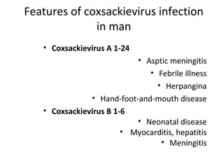 Features of coxsackievirus infection
in man
• Coxsackievirus A 1-24
• Asptic meningitis
• Febrile illness
• Herpangina
• Hand-foot-and-mouth disease
• Coxsackievirus B 1-6
• Neonatal disease
• Myocarditis, hepatitis
• Meningitis
 