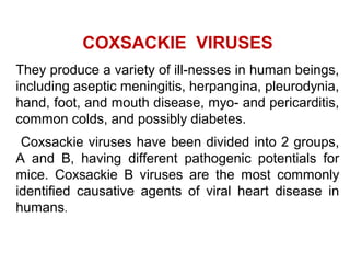 COXSACKIE VIRUSES
They produce a variety of ill­nesses in human beings,
including aseptic meningitis, herpangina, pleurodynia,
hand, foot, and mouth disease, myo­ and pericarditis,
common colds, and possibly diabetes.
Coxsackie viruses have been divided into 2 groups,
A and B, having different pathogenic potentials for
mice. Coxsackie B viruses are the most commonly
identified causative agents of viral heart disease in
humans.
 