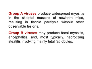 Group A viruses produce widespread myositis
in the skeletal muscles of newborn mice,
resulting in flaccid paralysis without other
observable lesions.
Group B viruses may produce focal myositis,
encephalitis, and, most typically, necrotizing
steatitis involving mainly fetal fat lobules.
 