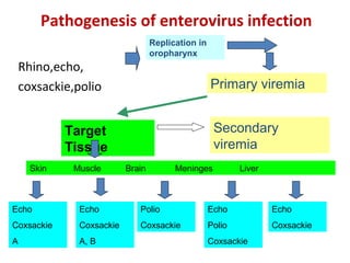 Pathogenesis of enterovirus infection
Rhino,echo,
coxsackie,polio
Replication in
oropharynx
Primary viremia
Target
Tissue
Secondary
viremia
Skin Muscle Brain Meninges Liver
Echo
Coxsackie
A
Echo
Coxsackie
A, B
Polio
Coxsackie
Echo
Polio
Coxsackie
Echo
Coxsackie
 