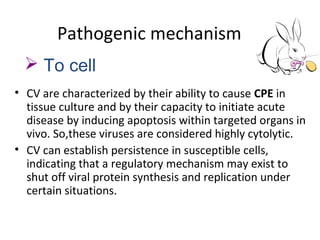 Pathogenic mechanism
• CV are characterized by their ability to cause CPE in
tissue culture and by their capacity to initiate acute
disease by inducing apoptosis within targeted organs in
vivo. So,these viruses are considered highly cytolytic.
• CV can establish persistence in susceptible cells,
indicating that a regulatory mechanism may exist to
shut off viral protein synthesis and replication under
certain situations.
 To cell
 