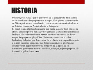 HISTORIA
Opuntia ficus-indica que es el nombre de la especie tipo de la familia
de las cactáceas a la que pertenece el nopal. Este género consta de más
de 300 especies todas oriundas del continente americano desde el norte
de Estados Unidos de América hasta la Patagonia.
El nopal es una planta arborescente que puede alcanzar los 5 metros de
altura. Está compuesta por cladodios carnosos y aplanados que simulan
las hojas. En cada una de esas pencas se observan areolas de donde
surgen los grupos de gloquidios, diminutas espinas como pelos
barbados y delgados que desprenden de la planta, y se pegan fácilmente
a la piel, causando irritación. Sus flores son grandes y abiertas, sus
colores varían dependiendo de su especie y de la época de su
formación; pueden ser blancas, amarillas, naranjas, rojas o púrpuras. El
fruto del nopal se llama tuna.
 