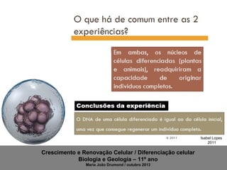 Isabel Lopes
2011

Crescimento e Renovação Celular / Diferenciação celular
Biologia e Geologia – 11º ano
Maria João Drumond / outubro 2013

 
