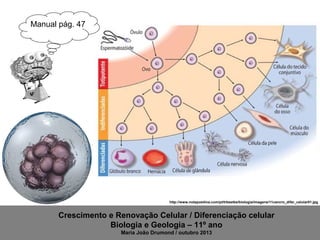 Manual pág. 47

http://www.notapositiva.com/pt/trbestbs/biologia/imagens/11cancro_difer_celular01.jpg

Crescimento e Renovação Celular / Diferenciação celular
Biologia e Geologia – 11º ano
Maria João Drumond / outubro 2013

 