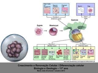 http://www.dentalarticles.com/images/cell-differentiation.gif

Crescimento e Renovação Celular / Diferenciação celular
Biologia e Geologia – 11º ano
Maria João Drumond / outubro 2013

 