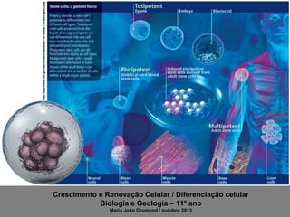 http://ehp.niehs.nih.gov/wp-content/uploads/118/10/ehp.118-a432.g002.png

Crescimento e Renovação Celular / Diferenciação celular
Biologia e Geologia – 11º ano
Maria João Drumond / outubro 2013

 