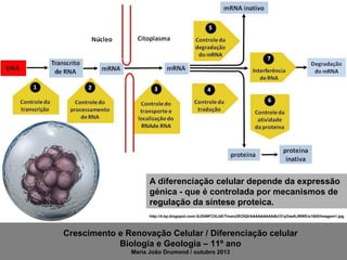 A diferenciação celular depende da expressão
génica - que é controlada por mecanismos de
regulação da síntese proteica.
http://4.bp.blogspot.com/-8JD49FCXLbE/Tmarz2EOlQI/AAAAAAAAAAU/31yOaeKJRWE/s1600/Imagem1.jpg

Crescimento e Renovação Celular / Diferenciação celular
Biologia e Geologia – 11º ano
Maria João Drumond / outubro 2013

 
