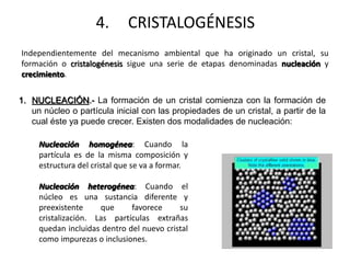 4. CRISTALOGÉNESIS
Independientemente del mecanismo ambiental que ha originado un cristal, su
formación o cristalogénesis sigue una serie de etapas denominadas nucleación y
crecimiento.
1. NUCLEACIÓN.- La formación de un cristal comienza con la formación de
un núcleo o partícula inicial con las propiedades de un cristal, a partir de la
cual éste ya puede crecer. Existen dos modalidades de nucleación:
Nucleación homogénea: Cuando la
partícula es de la misma composición y
estructura del cristal que se va a formar.
Nucleación heterogénea: Cuando el
núcleo es una sustancia diferente y
preexistente que favorece su
cristalización. Las partículas extrañas
quedan incluidas dentro del nuevo cristal
como impurezas o inclusiones.
 