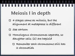 Meiosis I in depth
4 stages same as mitosis, but the
alignment at metaphase is different
See cartoon
Homologous chromosomes separate, so
daughter cells (2) are haploid
  Remember each chromosome still has
  2 chromatids
 