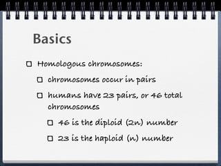 Basics
Homologous chromosomes:
  chromosomes occur in pairs
  humans have 23 pairs, or 46 total
  chromosomes
    46 is the diploid (2n) number
    23 is the haploid (n) number
 