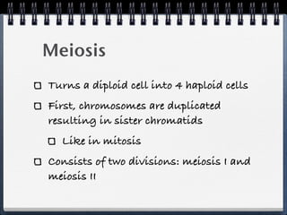 Meiosis
Turns a diploid cell into 4 haploid cells
First, chromosomes are duplicated
resulting in sister chromatids
  Like in mitosis
Consists of two divisions: meiosis I and
meiosis II
 