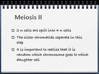 Meiosis II
2 n cells are split into 4 n cells
The sister chromatids separate in this
step
It is important to realize that it is
random which chromosome goes to which
daughter cell
 