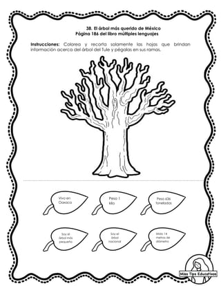 38. El árbol más querido de México
Página 186 del libro múltiples lenguajes
Instrucciones: Colorea y recorta solamente las hojas que brindan
información acerca del árbol del Tule y pégalas en sus ramas.
Vivo en
Oaxaca
Peso 1
kilo
Peso 636
toneladas
Mido 14
metros de
diámetro
Soy el
árbol más
pequeño
Soy el
árbol
nacional
 