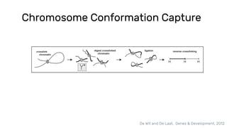 De Wit and De Laat, Genes & Development, 2012
Chromosome Conformation Capture
 