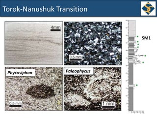 Torok-Nanushuk Transition
SM1
Phycosiphon Paleophycus
 