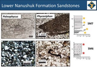 Lower Nanushuk Formation Sandstones
SM7
SM6
Paleophycus Phycosiphon
 
