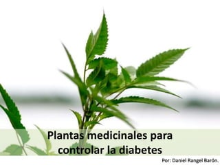 Por: Daniel Rangel Barón.
Plantas medicinales para
controlar la diabetes
 