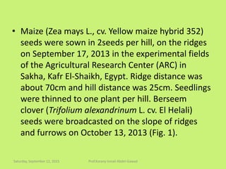 • Maize (Zea mays L., cv. Yellow maize hybrid 352)
seeds were sown in 2seeds per hill, on the ridges
on September 17, 2013 in the experimental fields
of the Agricultural Research Center (ARC) in
Sakha, Kafr El-Shaikh, Egypt. Ridge distance was
about 70cm and hill distance was 25cm. Seedlings
were thinned to one plant per hill. Berseem
clover (Trifolium alexandrinum L. cv. El Helali)
seeds were broadcasted on the slope of ridges
and furrows on October 13, 2013 (Fig. 1).
Saturday, September 12, 2015 Prof.Korany Ismail Abdel-Gawad
 