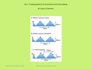 Fig. 1. Cropping patterns of monoculture and intercropping.
M: maize, B: berseem.
Saturday, September 12, 2015 Prof.Korany Ismail Abdel-Gawad
 