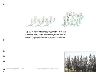 Fig. 2. A new intercropping method in the
summer (left) with maize/soybean and in
winter (right) with wheat/Egyptian clover.
Saturday, September 12, 2015 Prof.Korany Ismail Abdel-Gawad
 