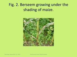 Fig. 2. Berseem growing under the
shading of maize.
Saturday, September 12, 2015 Prof.Korany Ismail Abdel-Gawad
 
