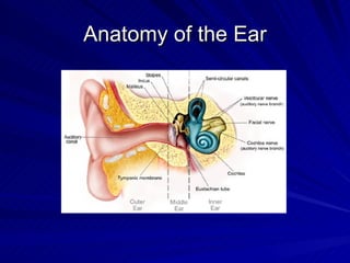 Anatomy of the Ear
 