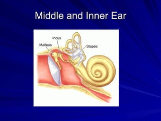Middle and Inner Ear
 