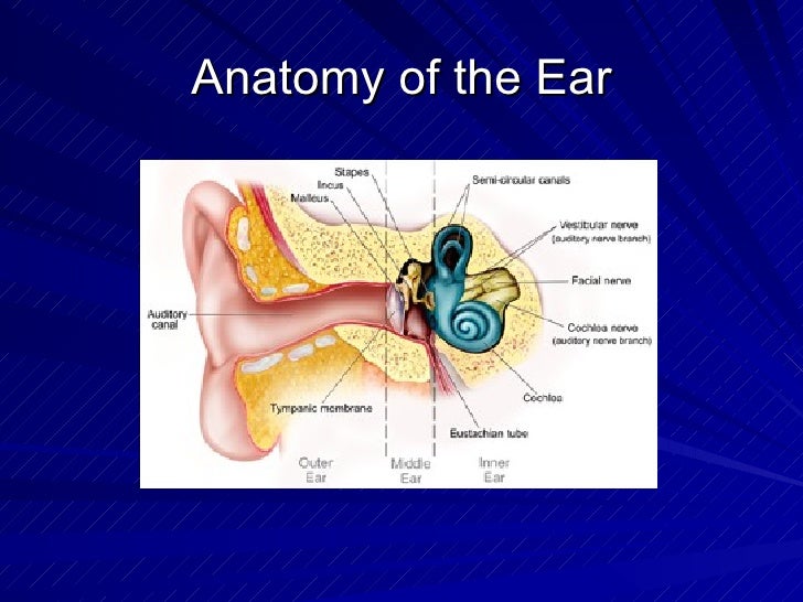 3D CT Middle and Inner Ear