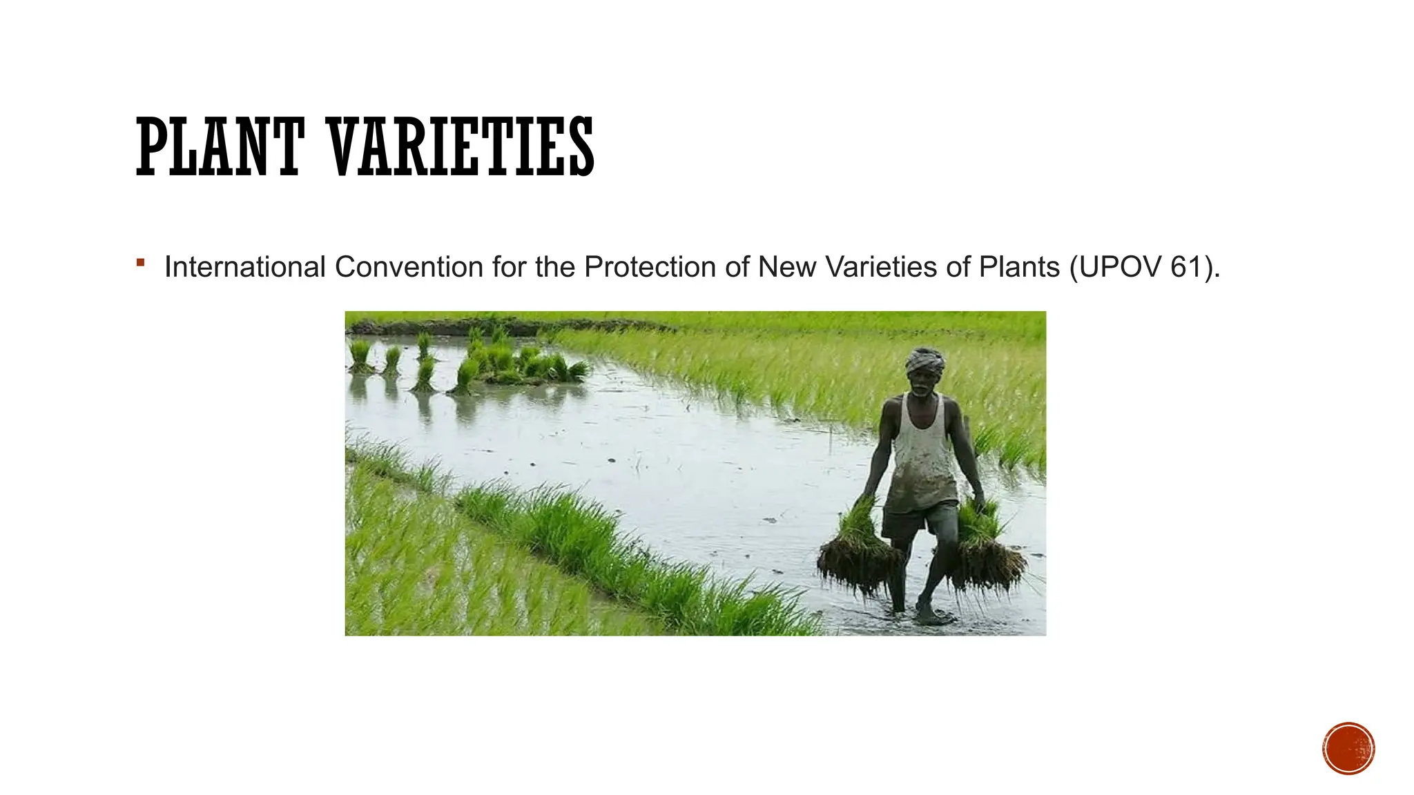 PLANT VARIETIES
 International Convention for the Protection of New Varieties of Plants (UPOV 61).
 