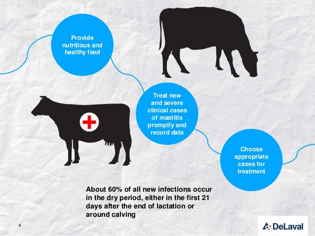 Mastitis In Dairy Cows And How It Affects Lifetime Productivity