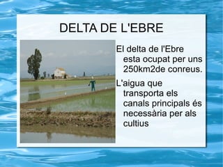 DELTA DE L'EBRE
        El delta de l'Ebre
          esta ocupat per uns
          250km2de conreus.
        L'aigua que
          transporta els
          canals principals és
          necessària per als
          cultius
 