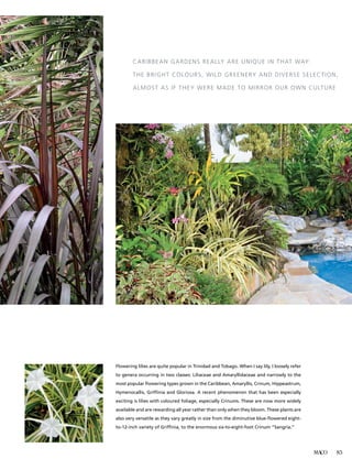 MACO 85
Flowering lilies are quite popular in Trinidad and Tobago. When I say lily, I loosely refer
to genera occurring in two classes: Liliaceae and Amaryllidaceae and narrowly to the
most popular flowering types grown in the Caribbean, Amaryllis, Crinum, Hippeastrum,
Hymenocallis, Griffinia and Gloriosa. A recent phenomenon that has been especially
exciting is lilies with coloured foliage, especially Crinums. These are now more widely
available and are rewarding all year rather than only when they bloom. These plants are
also very versatile as they vary greatly in size from the diminutive blue-flowered eight-
to-12-inch variety of Griffinia, to the enormous six-to-eight-foot Crinum “Sangria.”
Caribbean gardens really are unique in that way:
the bright colours, wild greenery and diverse selection,
almost as if they were made to mirror our own culture
 