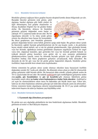 11
3.2.1. Binoküler Görmenin Gelişimi
Binoküler görmeyi sağlayan hücre grupları beynin oksipital korteks denen bölgesinde yer alır.
Buradaki hücreler görmenin renk görme, şekil
algılama, hareket algılama gibi farklı yönleri ile
ilgili ihtisaslaşmış özel gruplar oluştururlar ve
ihtiyaç duydukları bilgileri her iki gözden birden
alırlar. Bu hücrelerin, dolayısı ile binoküler
görmenin gelişimi doğumdan sonra başlar ve
yaklaşık 10-12 yaşlarına kadar devam eder. Bu bir
olgunlaşma sürecidir ve bu süreç içinde görme
sistemi dış etkenlere karşı hassas bir konumdadır.
Bu hücre gruplarının, yani binoküler görmenin
gelişimi doğumdan hemen sonra bebek gözlerini açtığı anda başlar. Bu gelişim süreci içinde
bu hücrelerin sağlıklı biçimde gelişebilmelerinin tek bir ana koşulu vardır, o da gözlerden
beyne sürekli olarak kaliteli, net ve tek bir görüntü gönderilmesidir. Eğer gözlerden birinde
veya her ikisinde, ağtabakaya (retina) görüntünün ulaşmasını engelleyen fiziksel bir engel
varsa (örn. doğumsal katarakt), eğer gözlerden biri veya her ikisinde görüntü bulanık ise
(yüksek dereceli görme kusurları) veya gözler tek ve aynı nesnenin görüntüsünü
gönderemiyorlarsa (şaşılık varsa) bu durumda beyinde gelişimi için ilgili gözden gelen
sinyallere muhtaç olan hücre gruplarının gelişmesi yavaşlayacak, hatta duracaktır. Bu
durumda da tek bir göz veya her iki gözün görme kapasiteleri düşecek, binoküler görme
özellikleri, başta derinlik hissi olmak üzere kaybolacaktır.
Görme sisteminin bu gelişim süreci içinde olumsuz etkenlere karşı hassasiyeti özellikle
doğumdan sonraki ilk 3 ayda çok yüksektir. Bu dönemde ortaya çıkan en ufak bir olumsuzluk
görme gelişimini ciddi boyutta etkiler. Bu hassasiyet daha sonraki yıllarda giderek azalsa da
10-12 yaşına kadar devam eder. Bu nedenle ambliopinin (göz tembelliğinin) gelişimine neden
olan şaşılık, göz bozuklukları ve göz içi kesafetler gibi olumsuz faktörlerin görme
üzerindeki zararlı etkisi ne kadar erken başlamışlarsa o kadar fazla olacaktır. Ambliopi'ye
yol açan bu olumsuzlukların erken tanısı bu bakımdan çok büyük önem taşır. Erken tanı,
tedaviye de erken başlanması anlamına geleceği için tedaviden alınacak yanıtı da arttıracaktır.
Görme sisteminin henüz olgunlaşma sürecini tamamlamadığı ilk 10-12 yaş içinde ambliopi
tedavisinin başarısı da tedaviye başlama yaşı küçüldükçe artar.
3.2.2. Binoküler Görmenin Aşamaları
1. Eşzamanlı algı (Simultane persepsiyon)
İki gözün ayrı ayrı algıladığı görüntülerin üst üste bindirilerek algılanması halidir. Binoküler
görmenin en temel ve ilkel düzeyini oluşturur.
 