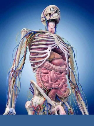 3D  Human internal organs skeleton structure.pptx