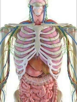 3D  Human internal organs skeleton structure.pptx