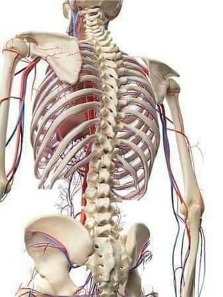 3D  Human internal organs skeleton structure.pptx