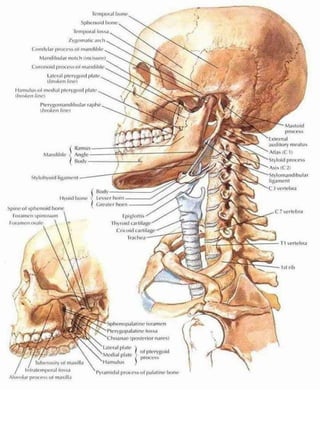 3D  Human internal organs skeleton structure.pptx