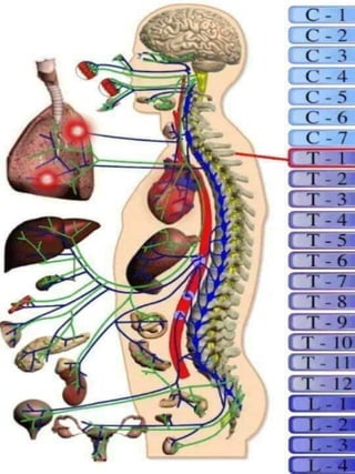 3D  Human internal organs skeleton structure.pptx