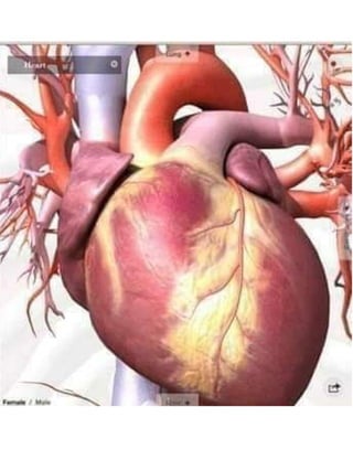 3D  Human internal organs skeleton structure.pptx