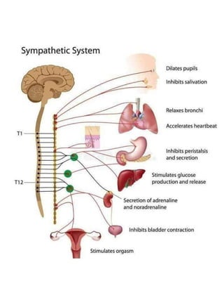 3D  Human internal organs skeleton structure.pptx