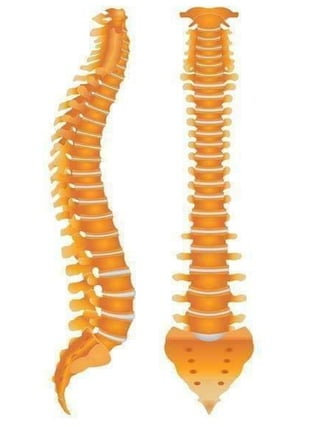 3D  Human internal organs skeleton structure.pptx