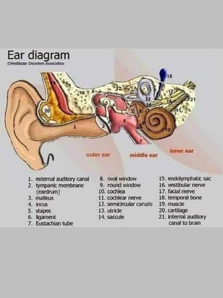 3D  Human internal organs skeleton structure.pptx