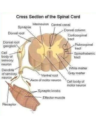 3D  Human internal organs skeleton structure.pptx