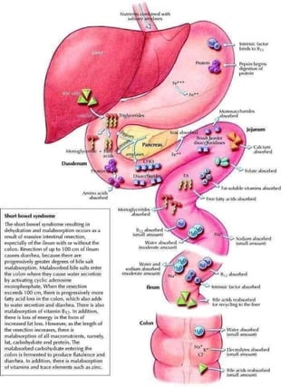 3D  Human internal organs skeleton structure.pptx